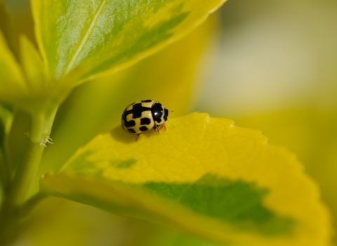 14 spot ladybird 