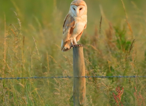 Barn owl - Jon Hawkins Surrey Hills Photography