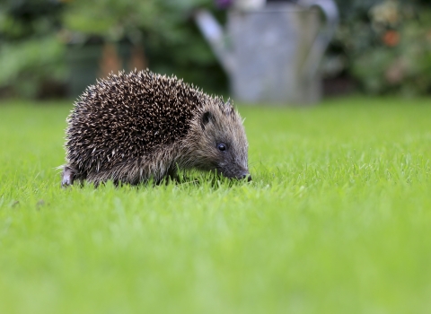 Hedgehog in the garden