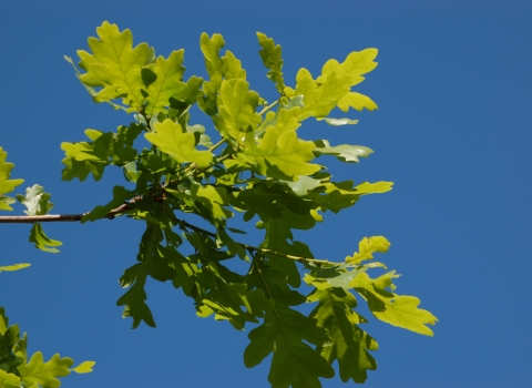 Oak leaves against a blue sky