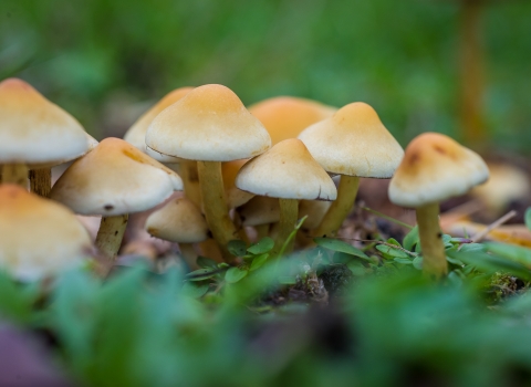 Sulphur tuft mushrooms