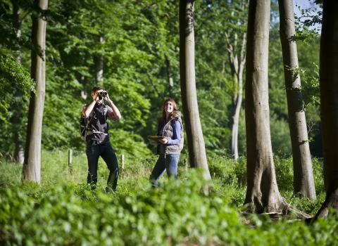 People walking in woodland