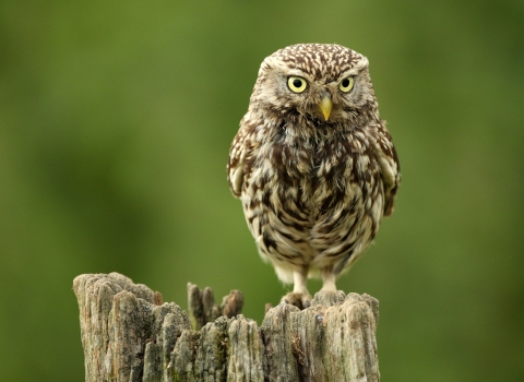 Little owl on fence post