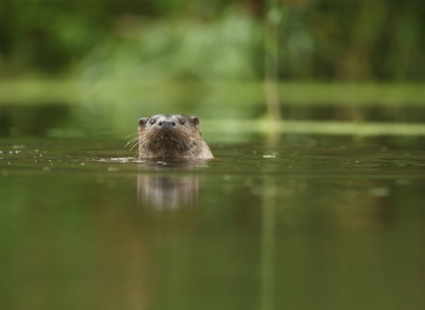 Otter swimming in a river