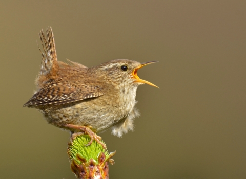 Singing wren