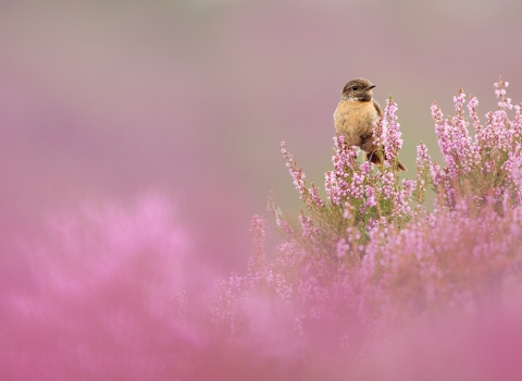 Stonechat on heather