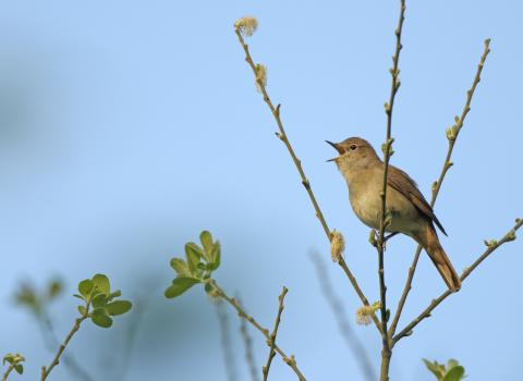 Nightingale 