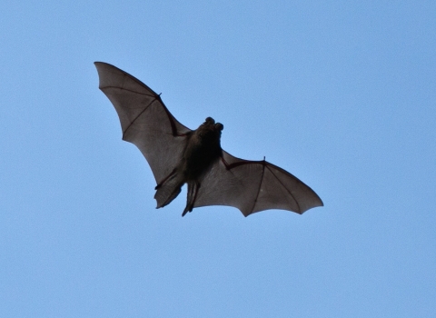 A arbastelle bat in flight