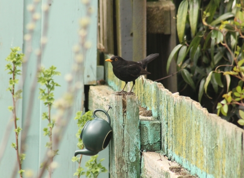 A male blackbird perched on a fence