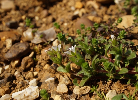 Dwarf mouse-ear, Cerastium pumilum by Tony Vials