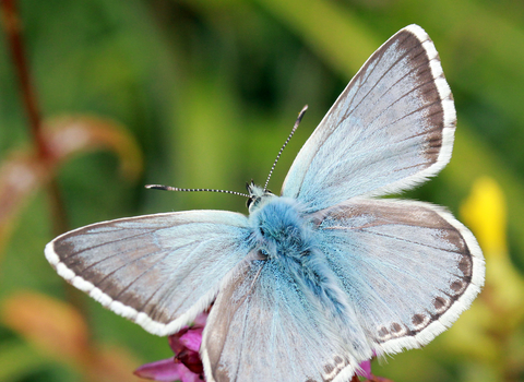 Chalkhill blue butterfly