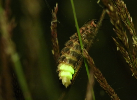 A glow-worm glowing