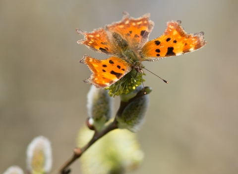 Comma butterfly - Holme Fen 