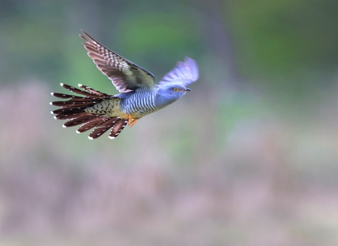 cuckoo in flight by Jon Hawkins