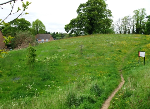 Cut-throat Meadow in bloom