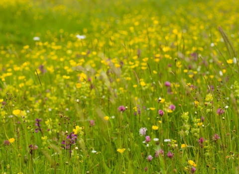 Upwood Meadows 