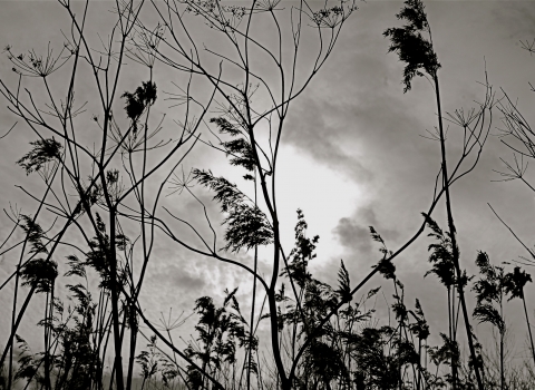 Great Fen by Caroline Fitton