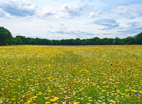 Arable weed field