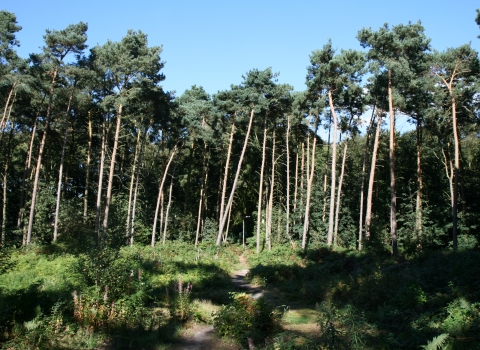 Lings Wood in the sunshine