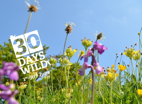 A meadow with the 30 Days Wild logo 