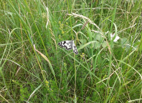 Marbled White butterfly in the grass