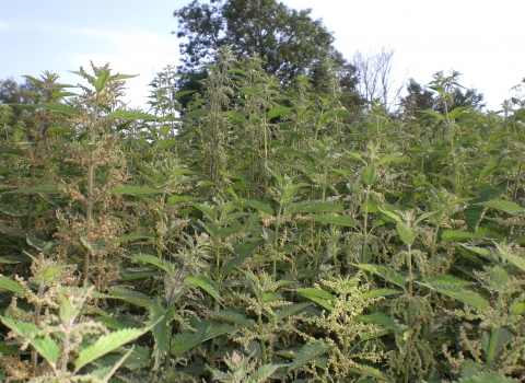 A nettle patch growing proud and tall