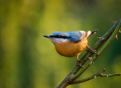 A nuthatch on a branch