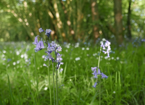 Bluebells in High Wood