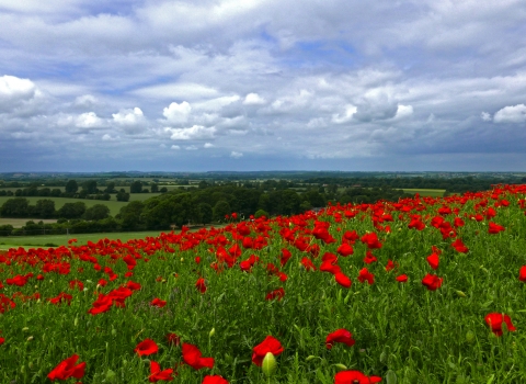 Poppies in the North Chilterns