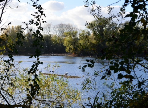 A view of Paxton Pits with birds