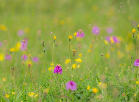 Pyramidal Orchid at Barnack Hills and Holes NNR