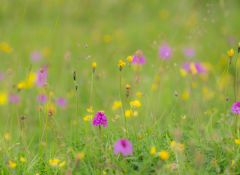 Pyramidal Orchid at Barnack Hills and Holes NNR 