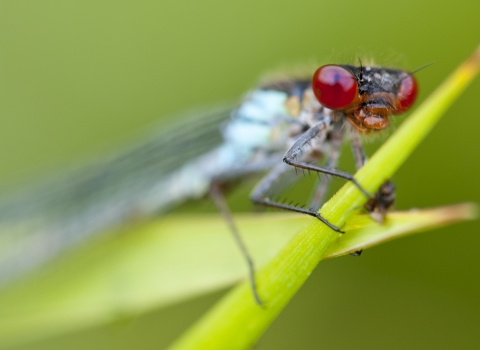 A red-eyed damselfy close-up