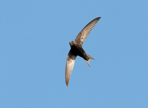 A swift flying in midair against a blue sky