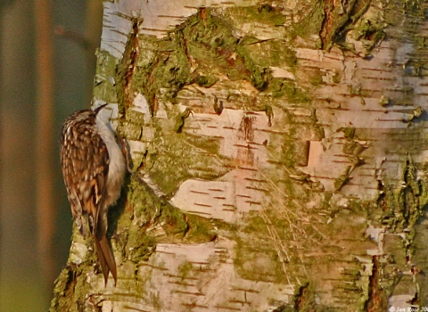 A treecreeper on a silver birch tree