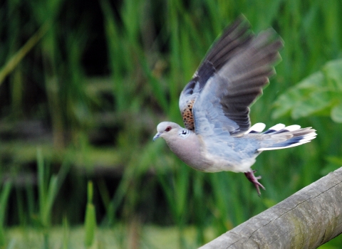 Turtle dove taking off