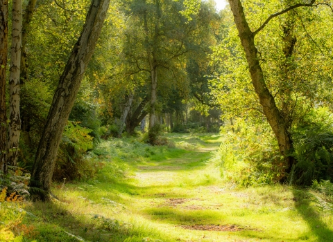 Birch woodland at Holme Fen