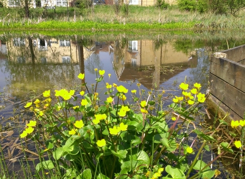 Cambourne by Caroline Fitton