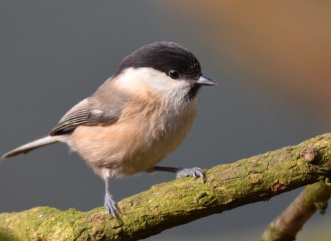 Willow Tit perched in the sun on a branch