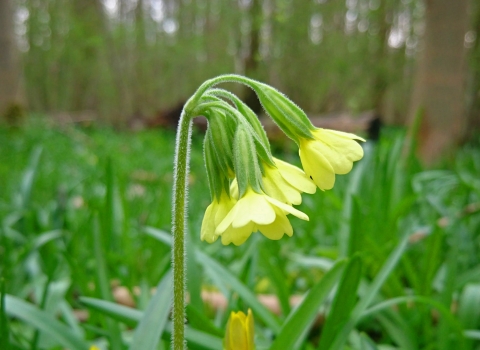 Oxlip in Gransden Wood