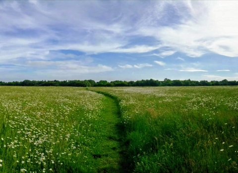 Meadow in Cambourne Nature Reserve