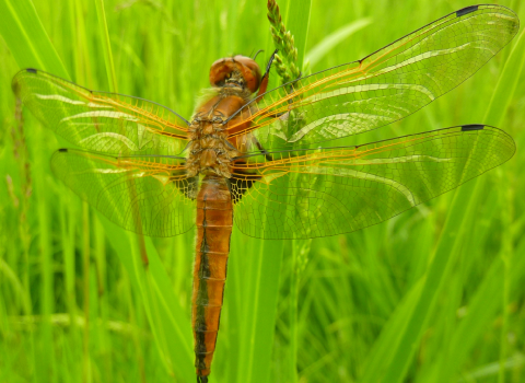 Dragonfly