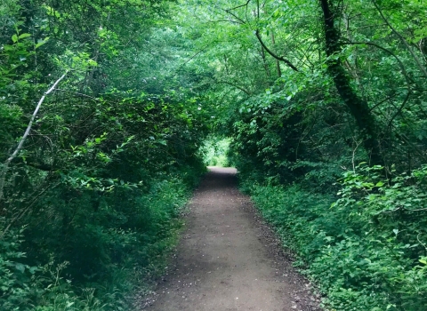 A path through the trees at Oaks Wood