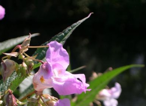 Himalayan Balsam 