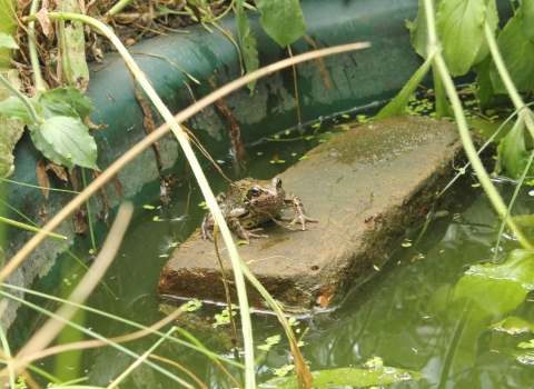 One of nine frogs in Becky Mayes's pond