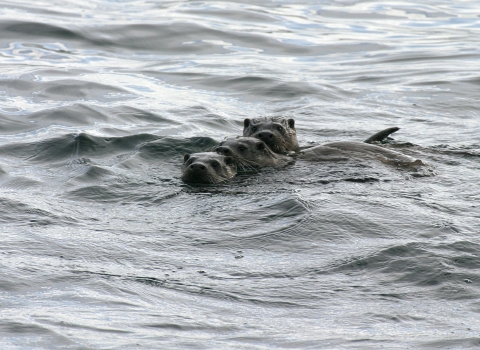 Otters