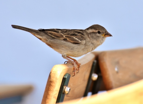 House sparrow