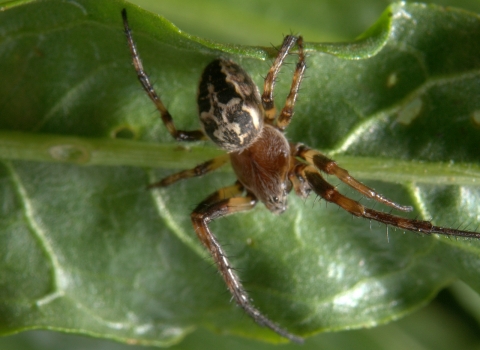 A spider on a leaf