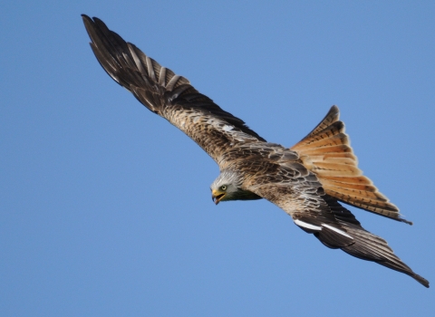 Red kite in flight