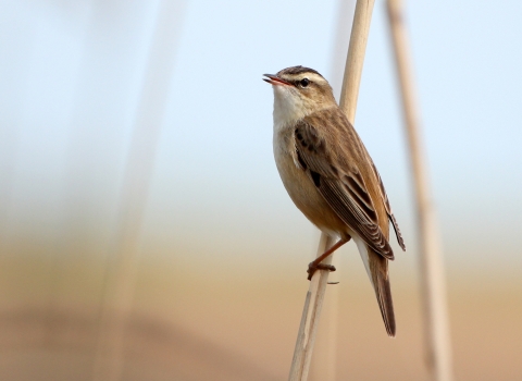 Sedge warbler